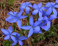 Spring Gentian  Gentiana verna © John Muddeman